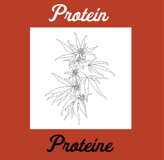 Protein - Gluten Free Organic Sourdough Bread